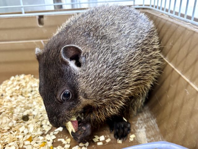 ウッドチャック