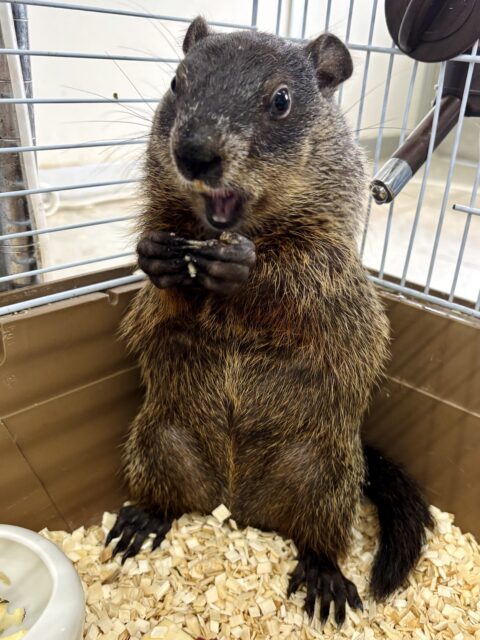 ウッドチャック