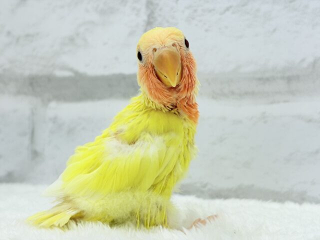 コザクラインコ（小桜インコ）