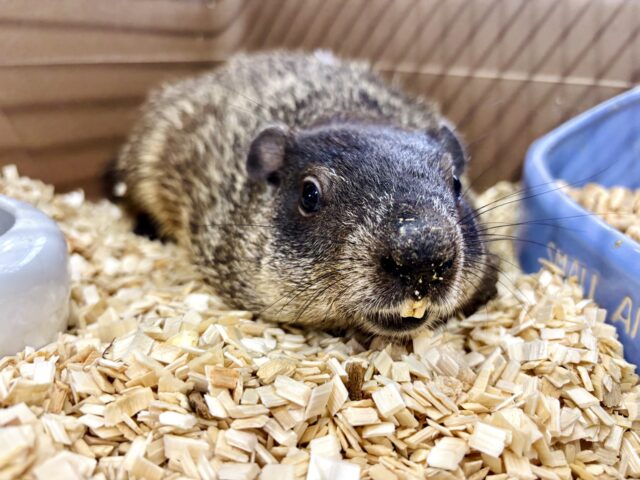 ウッドチャック