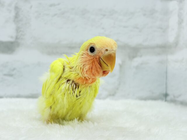 コザクラインコ（小桜インコ）