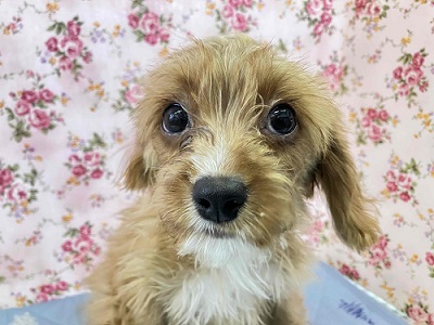 あまあまの甘えん坊はキャバリアとトイプーのハーフなの💖