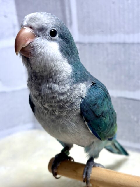 オキナインコ
