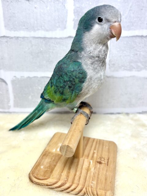 オキナインコ