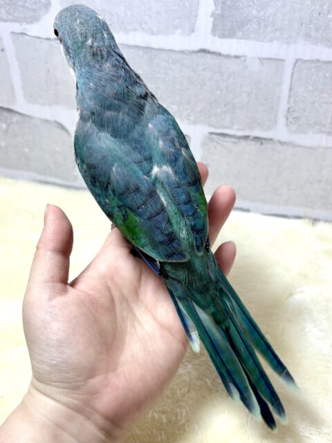 オキナインコ