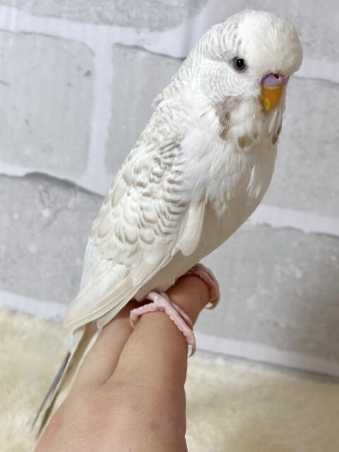 ジャンボセキセイインコ
