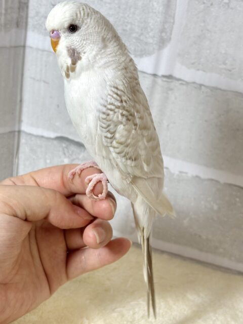 ジャンボセキセイインコ