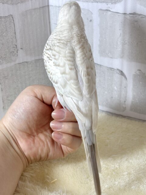 ジャンボセキセイインコ