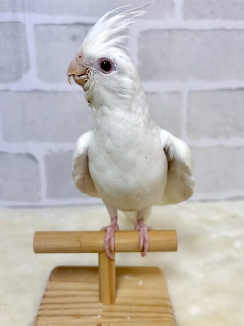 オカメインコ