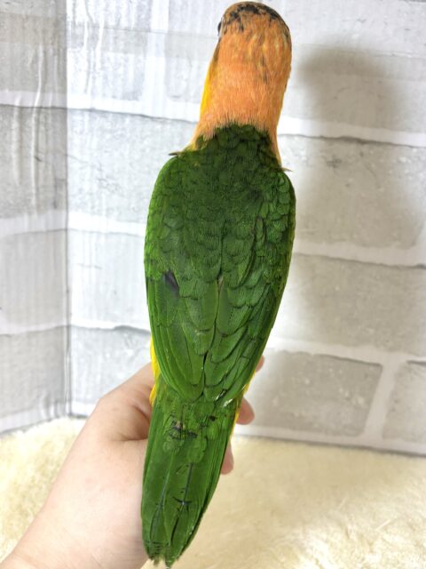 シロハラインコ