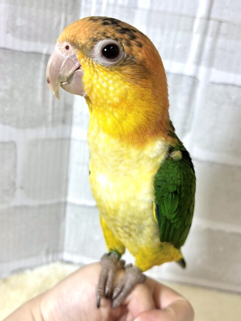 シロハラインコ