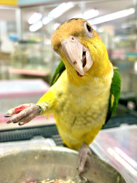 シロハラインコ