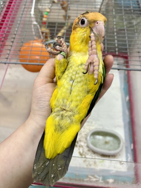 シロハラインコ