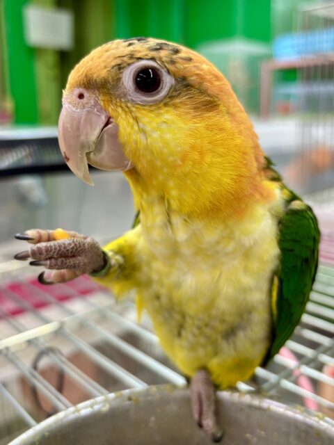 シロハラインコ