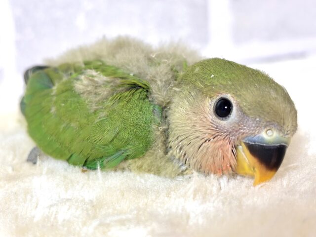 コザクラインコ（小桜インコ）