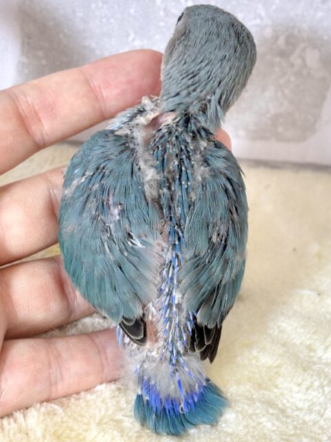 コザクラインコ（小桜インコ）