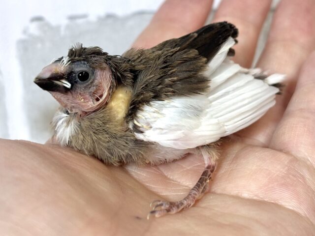 十姉妹（ジュウシマツ）