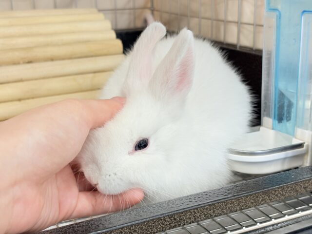 ネザーランドドワーフ