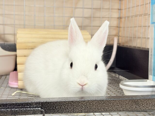 ネザーランドドワーフ