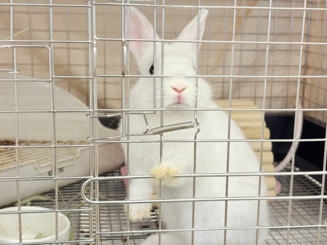 ネザーランドドワーフ