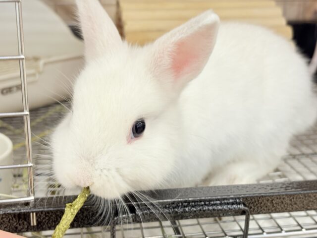 ネザーランドドワーフ