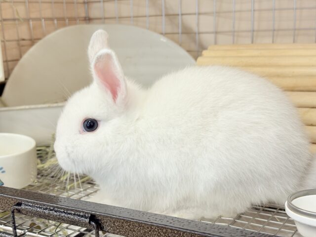 ネザーランドドワーフ