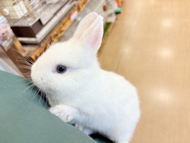 ネザーランドドワーフ