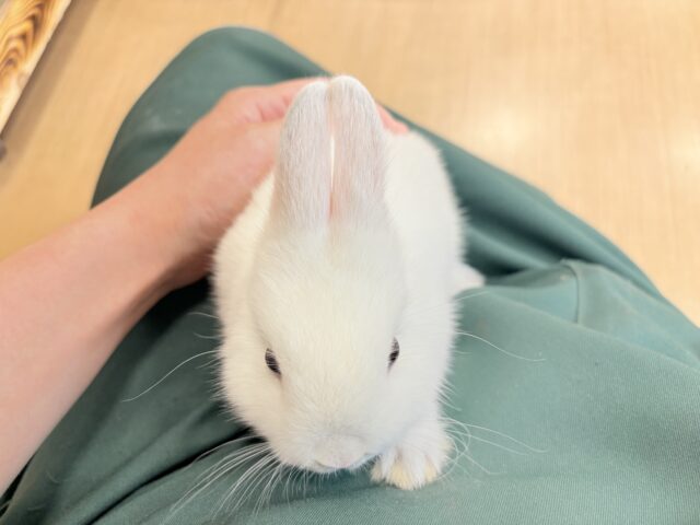 ネザーランドドワーフ