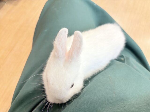 ネザーランドドワーフ