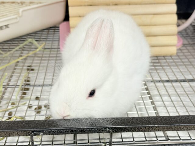 ネザーランドドワーフ