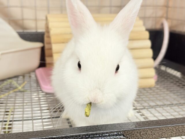 ネザーランドドワーフ