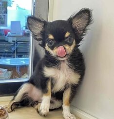 愛嬌たっぷり💖まろ眉チワワの女のコ！