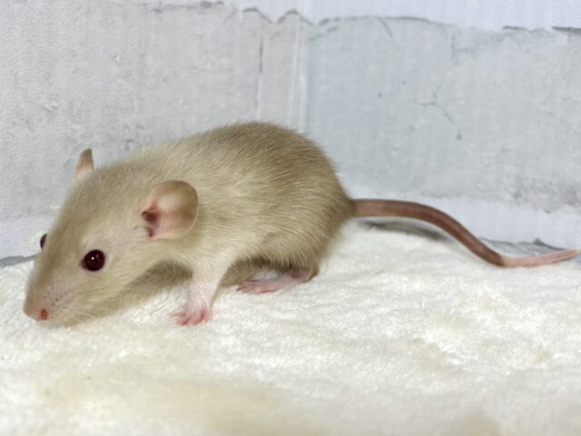 ファンシーラット