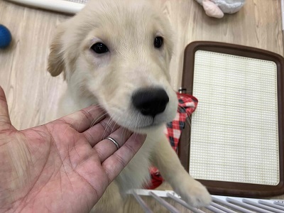 ゴールデンレトリバー