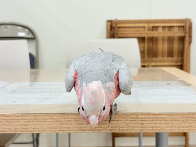 モモイロインコ