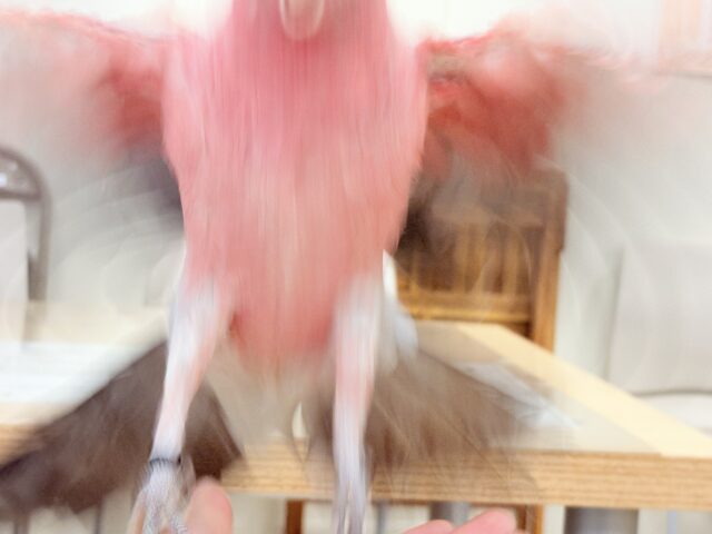 モモイロインコ