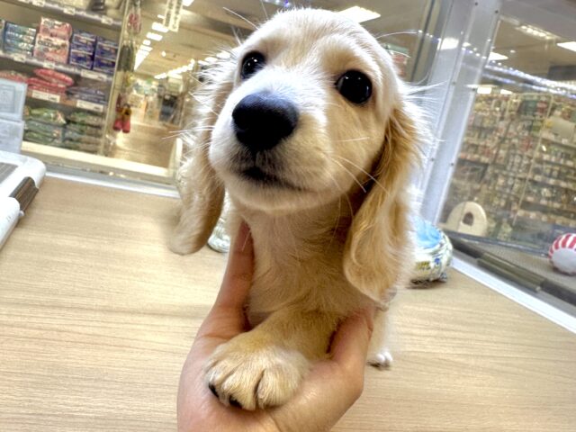 ミニチュアダックス