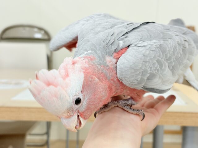 モモイロインコ