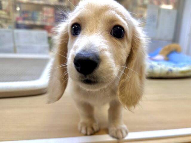 ミニチュアダックス