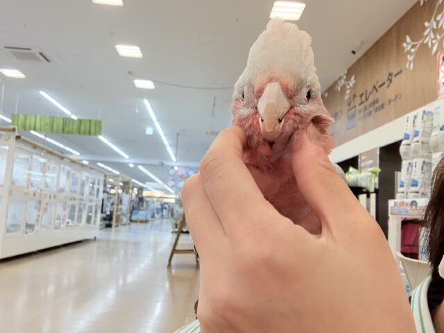 モモイロインコ