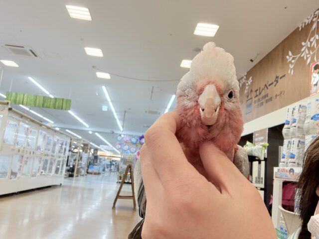 モモイロインコ