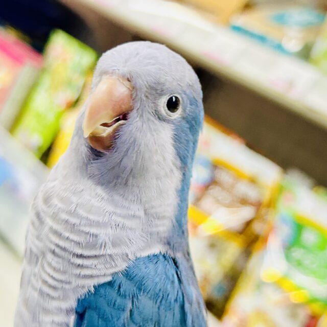 ✨️最新画像✨️ブルーがかわいい🩵かまってちゃんさ😚オキナインコ（ブルー/2022年6月生まれ)