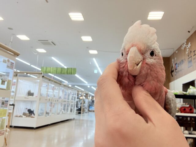 モモイロインコ