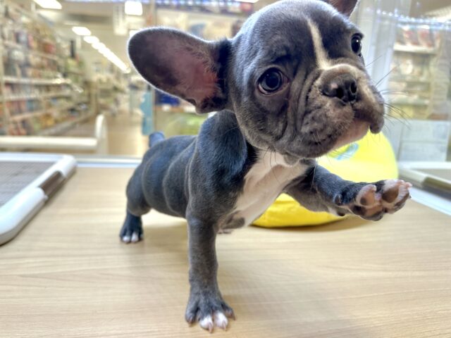 フレンチブルドッグ