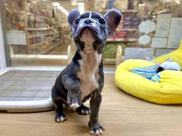 フレンチブルドッグ