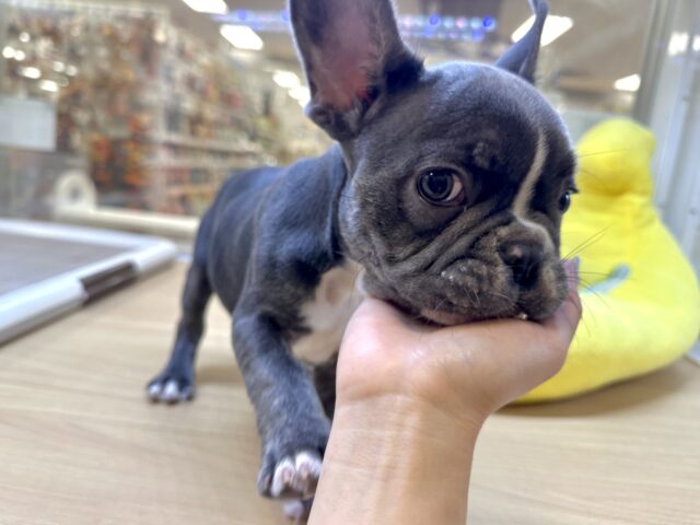 フレンチブルドッグ