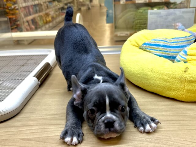 フレンチブルドッグ