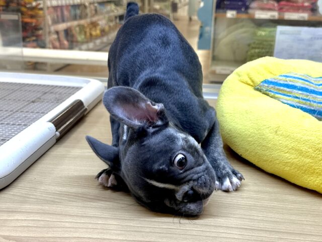 フレンチブルドッグ