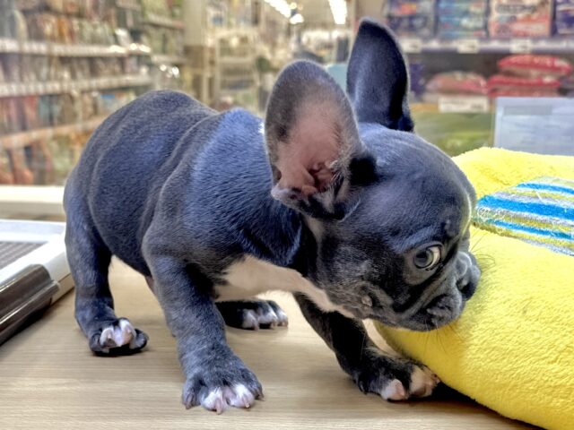 フレンチブルドッグ