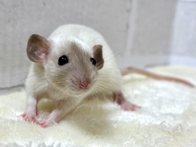 ファンシーラット